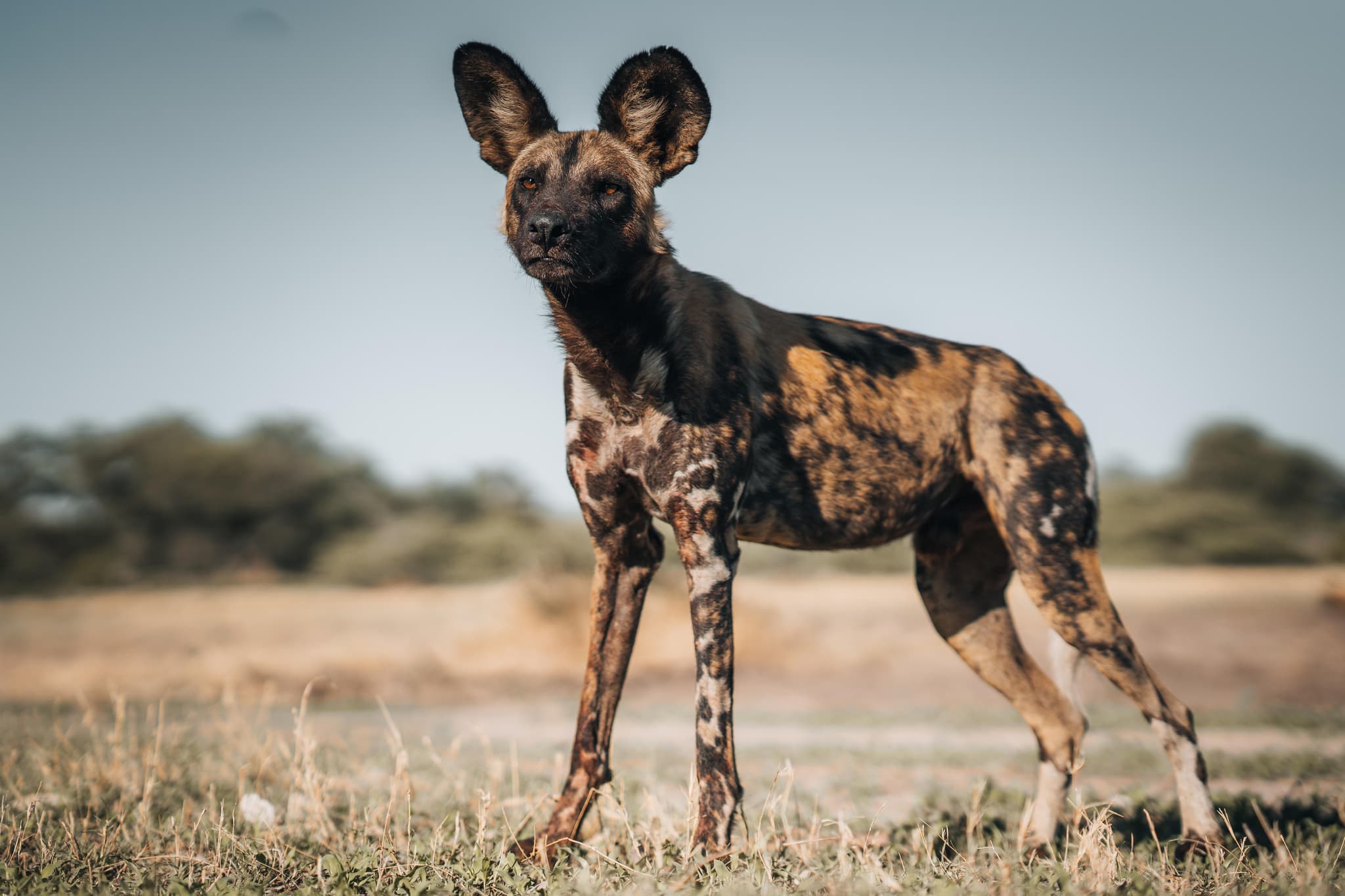 African wild dog in the Okavango Delta