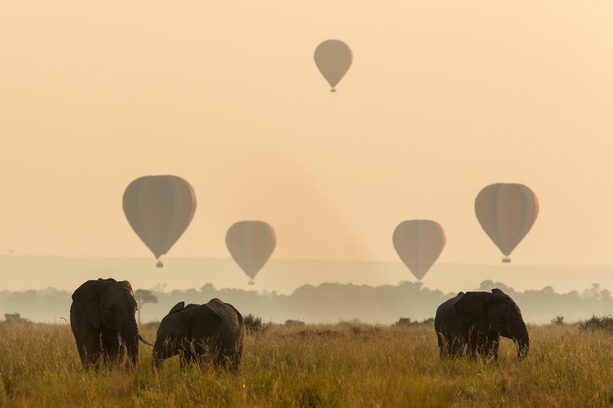 Elephants and hot air balloons at sunrise over the Masai Mara