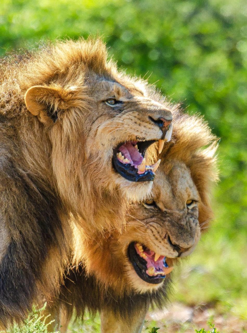 Two male lions roaring at Kwandwe Private Game Reserve