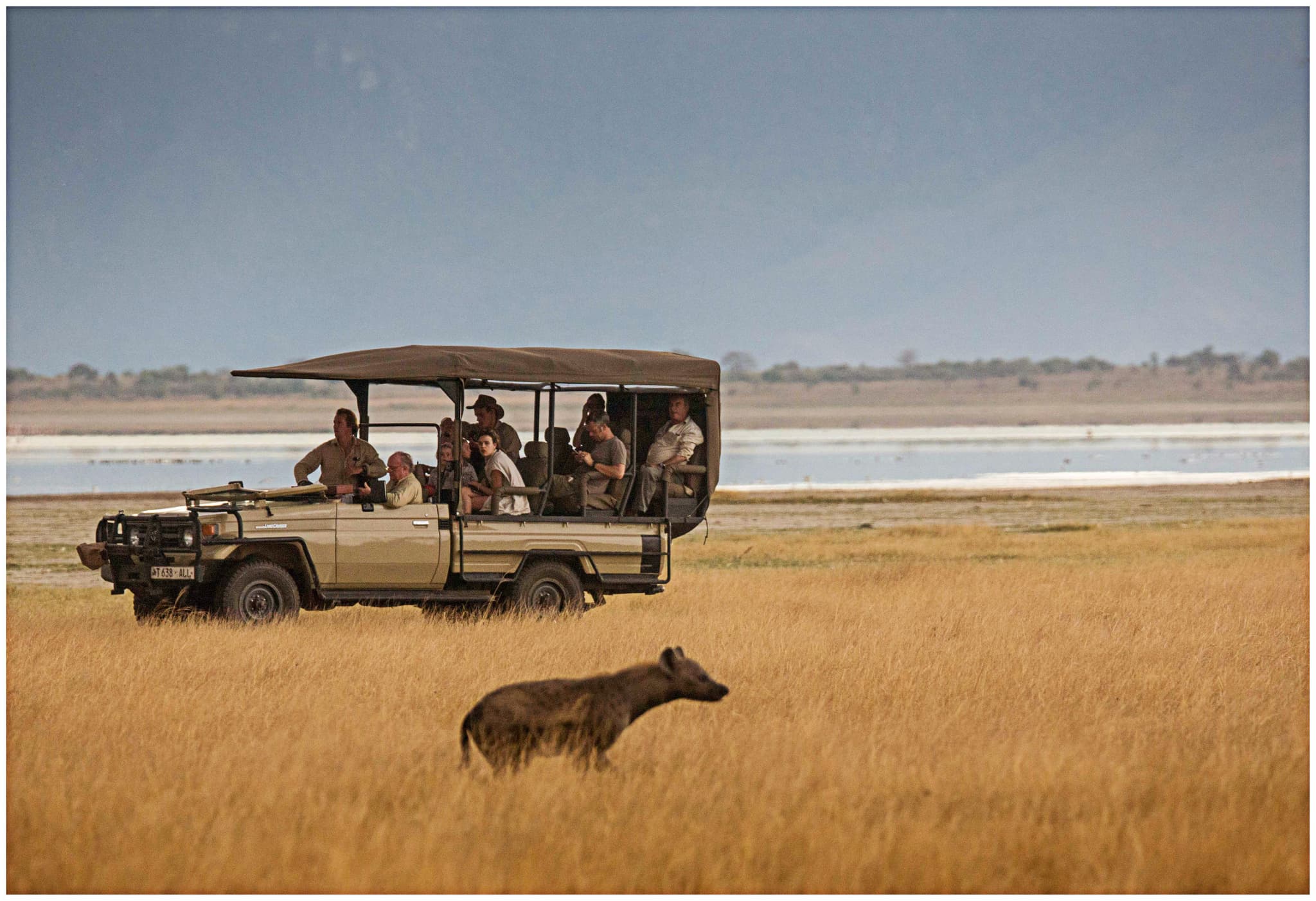 Game drive vehicle spotting a hyena across golden savannah grasslands