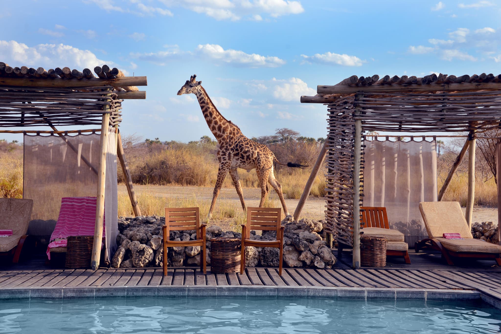 Giraffe strolling past the pool deck at a Tanzanian safari camp