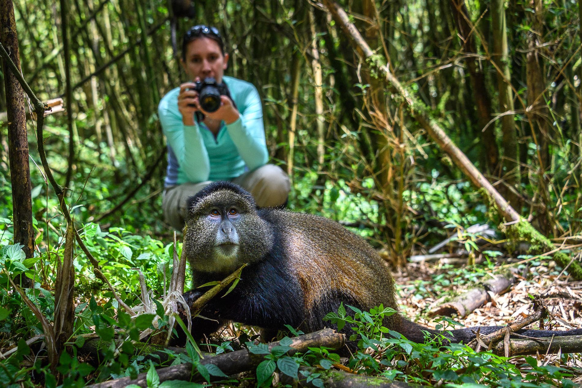 Photographer capturing a golden monkey in a lush bamboo forest in Rwanda
