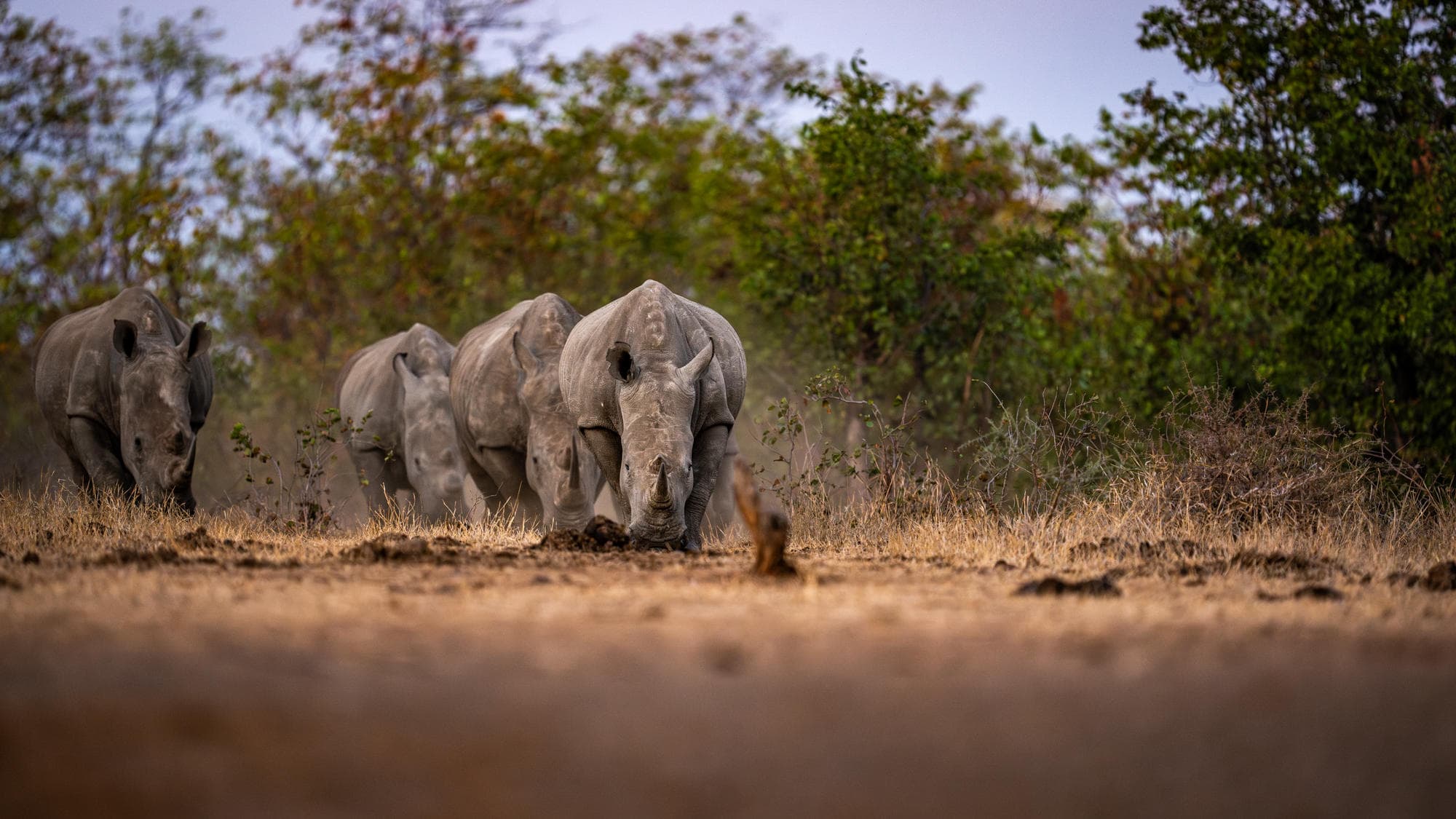 Close encounter with white rhinos walking through the African bush