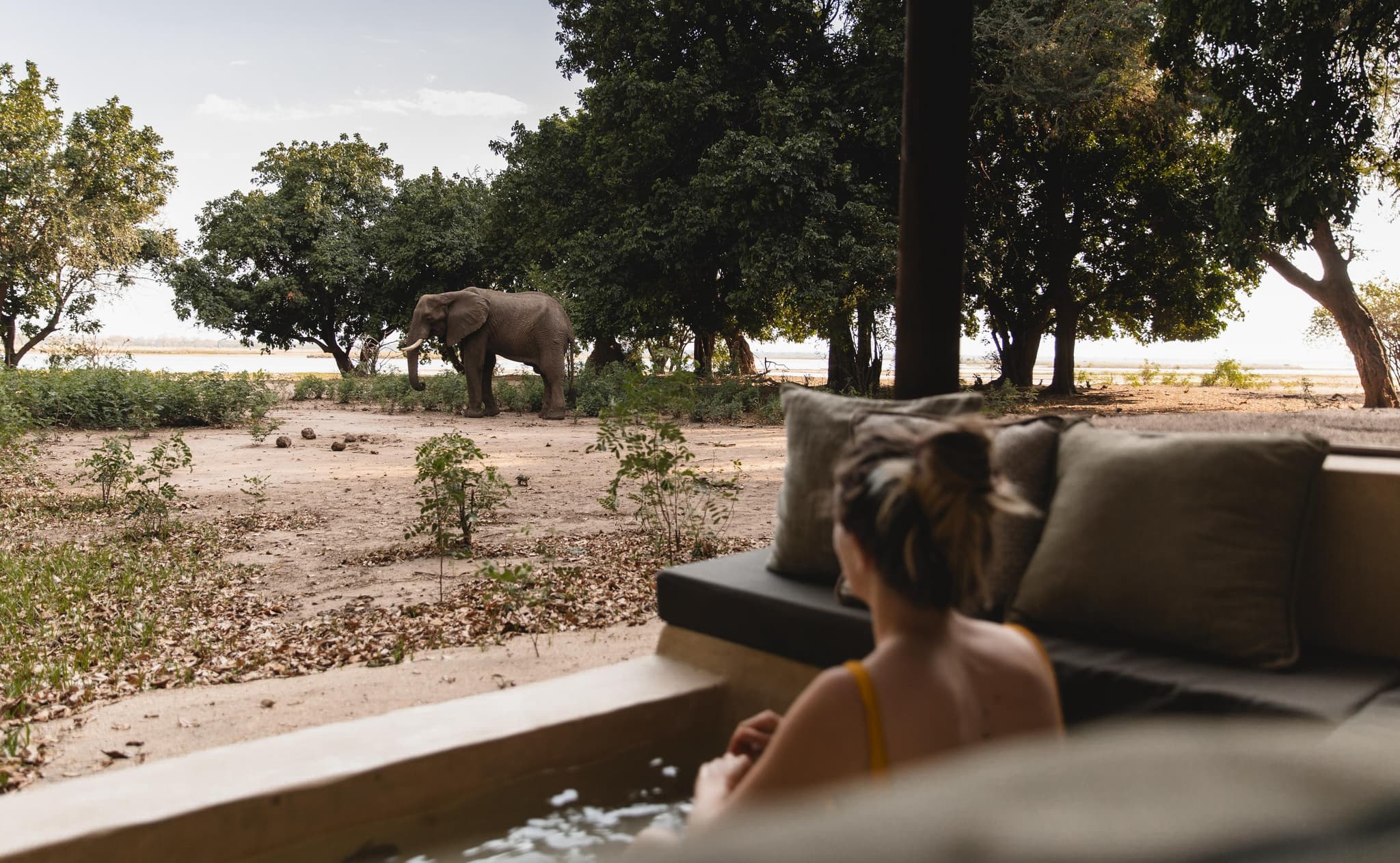 Woman in a plunge pool watching an elephant stroll past the lodge