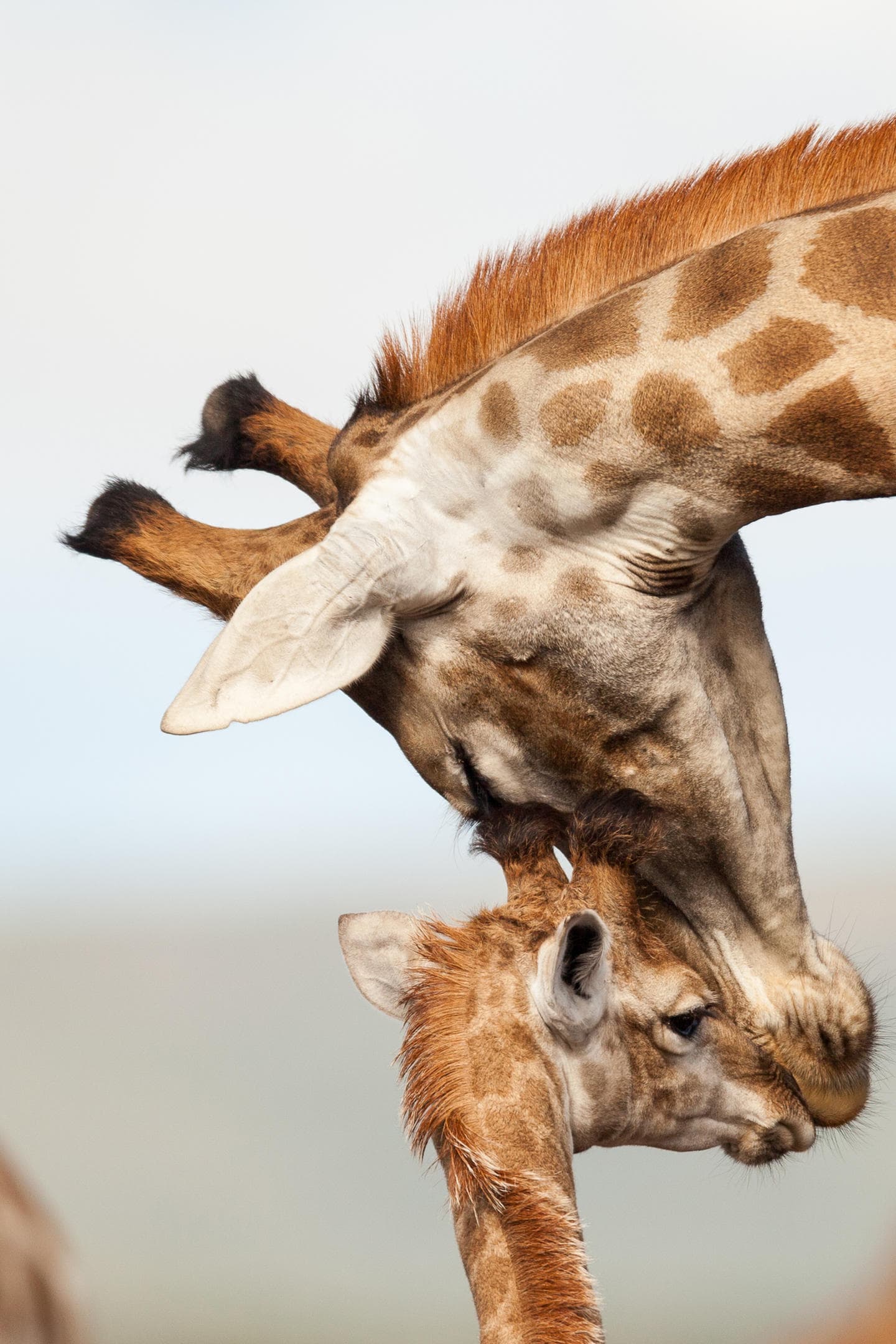 Mother giraffe tenderly nuzzling her calf in the African bush