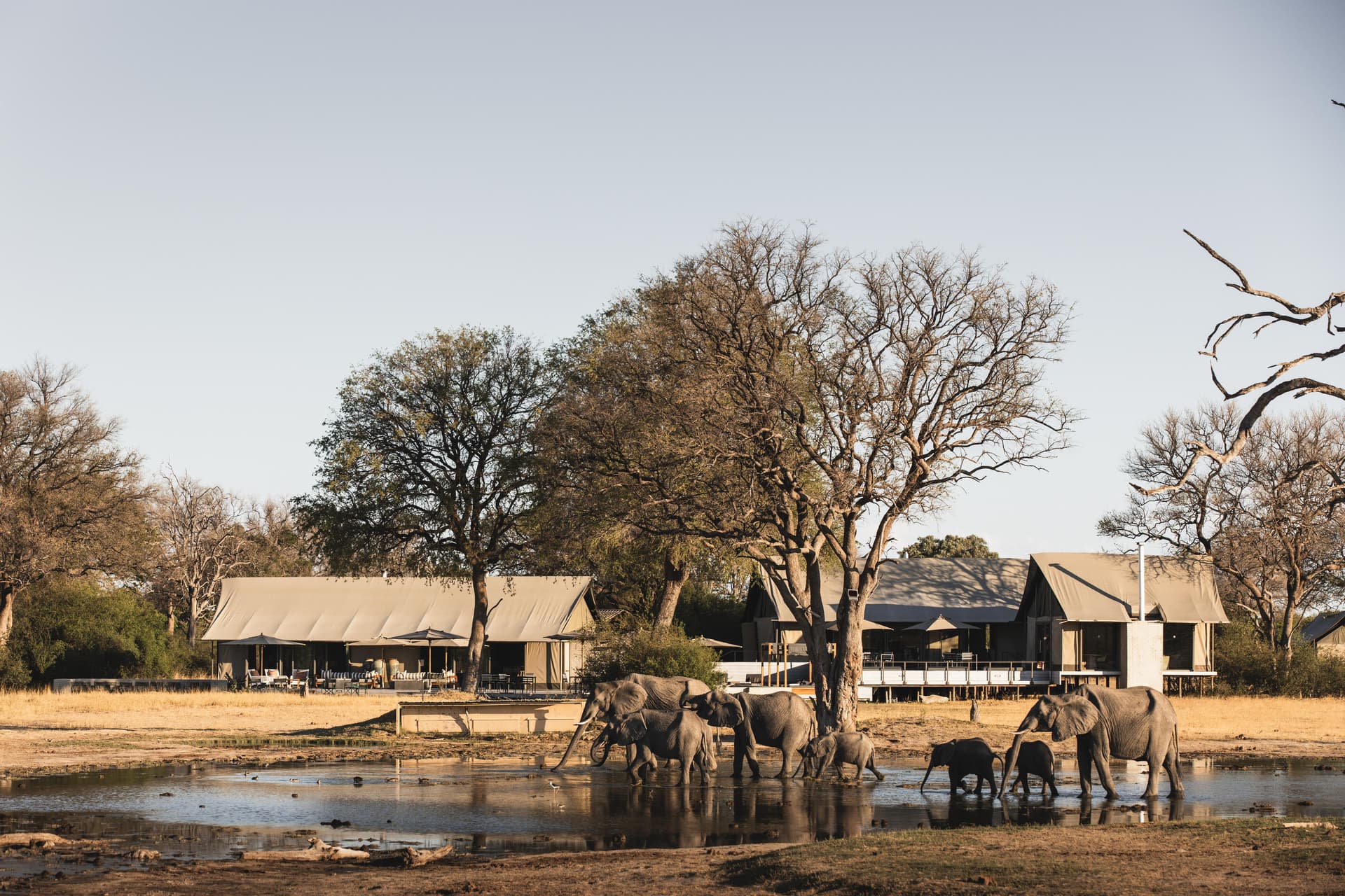 Elephant herd at a waterhole in front of Wilderness Linkwasha Camp