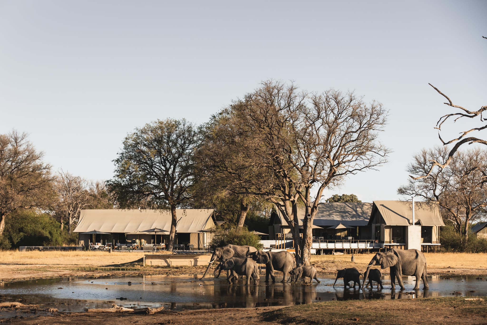 Elephant herd at a waterhole in front of Wilderness Linkwasha Camp