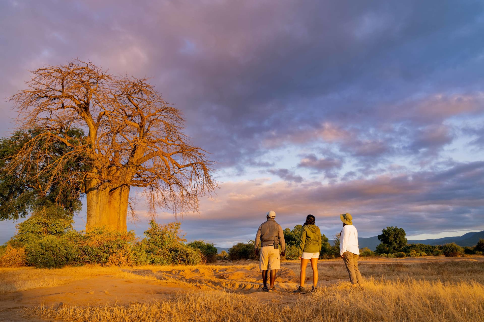 Guided walking safari beneath a massive baobab tree at sunset